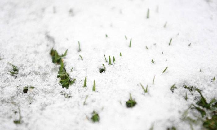 遇雪变菜地？华夏幸福新主场草皮质量糟糕